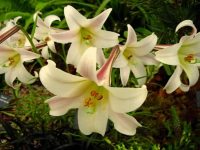 Large creamy white trumpets on stem to 15 cms high